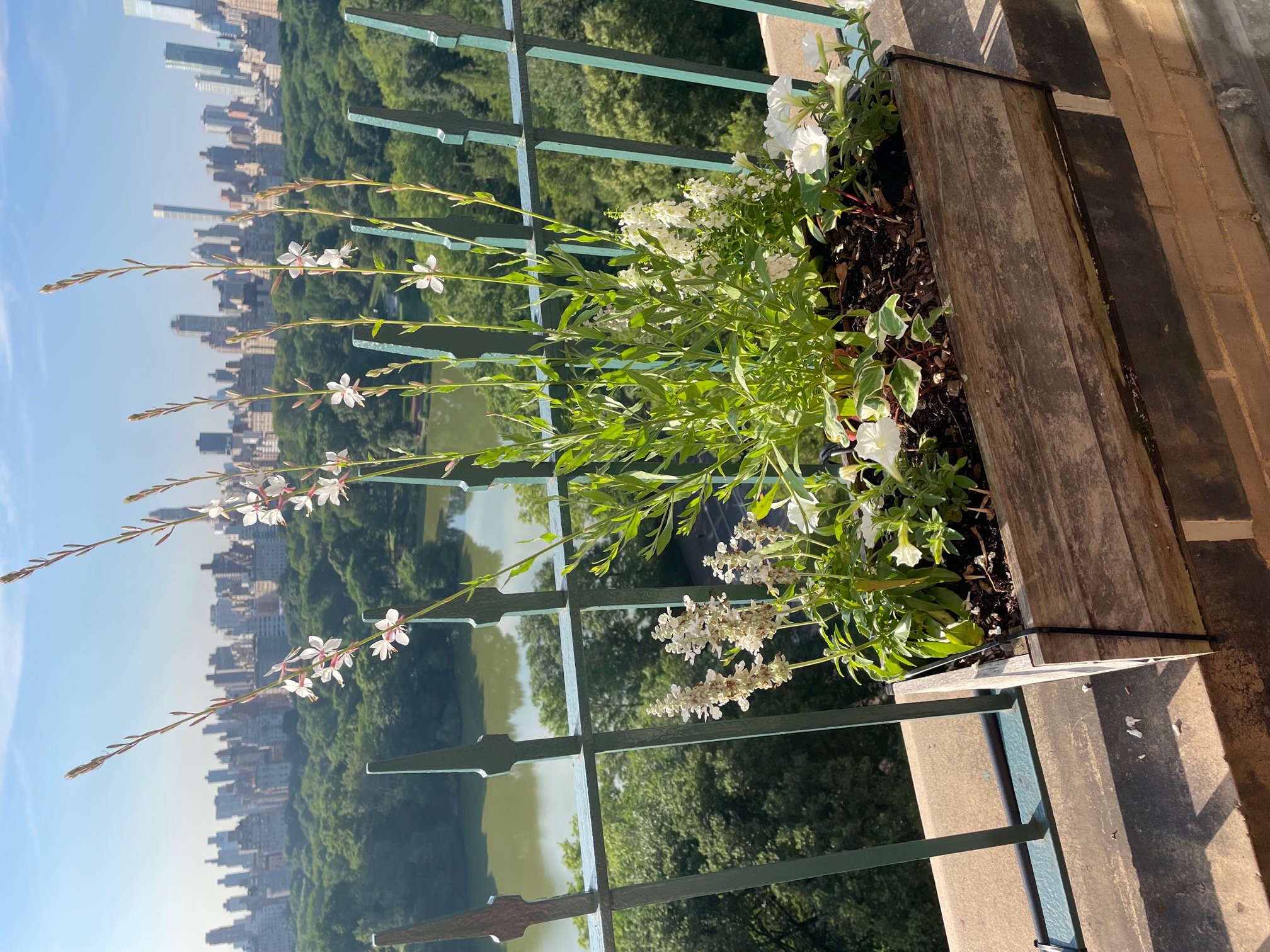 Central Park West Summer Window Box